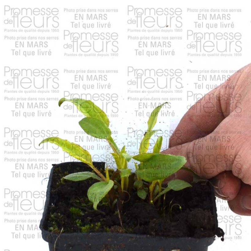 Beispiel eines Exemplars von Echinacea purpurea Cranberry Cupcake - Sonnenhut Kleine Töpfe von 8/9 cm wie geliefert