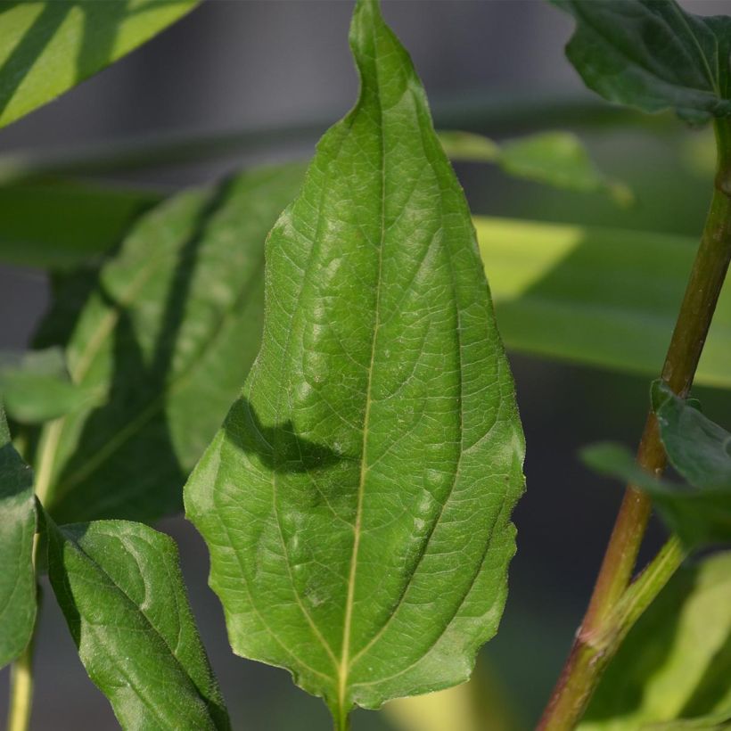 Echinacea purpurea Eccentric - Sonnenhut (Foliage)