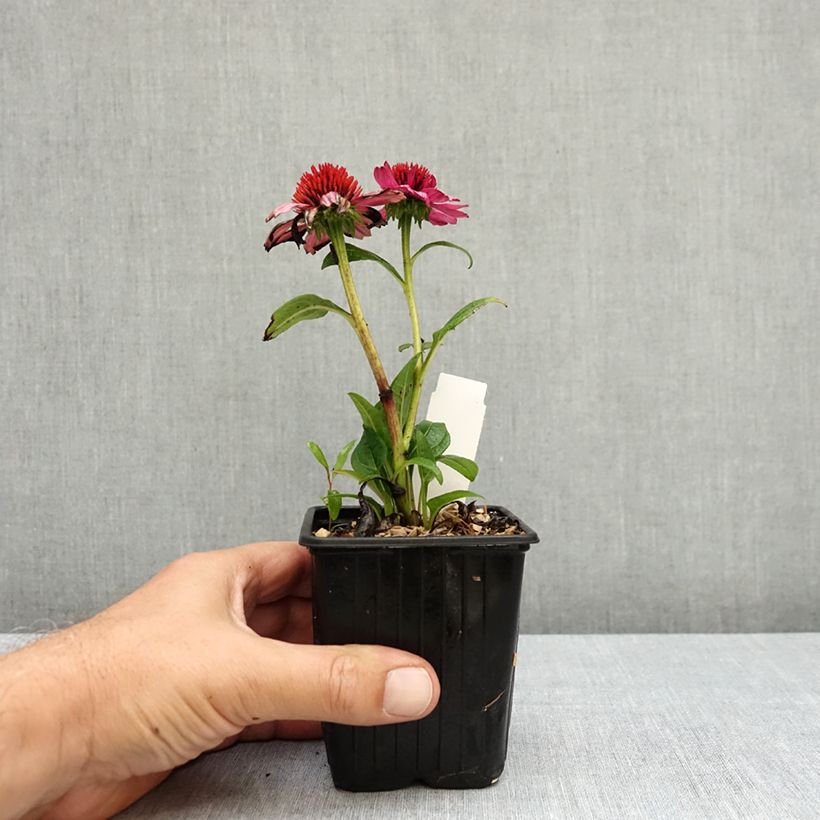 Exemplar von Echinacea Evolution Colorific - Scheinsonnenhut Kleine Töpfe von 8/9 cm wie im Sommer geliefert