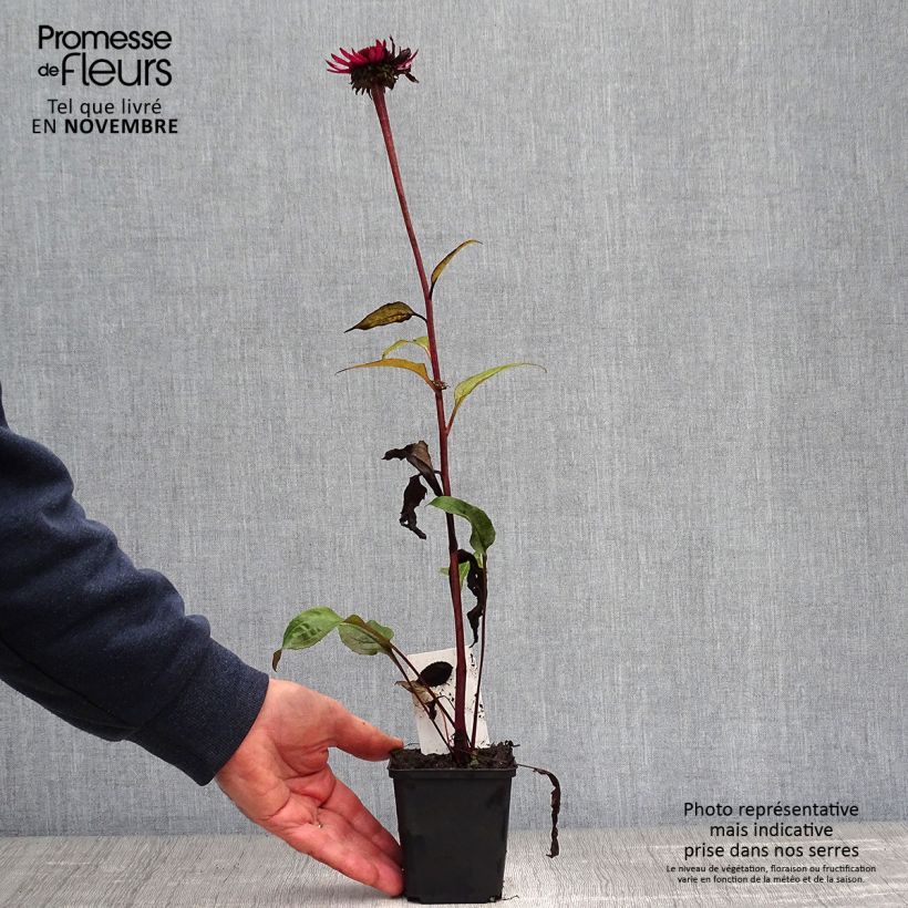 Exemplar von Echinacea purpurea Fatal Attraction - Sonnenhut Kleine Töpfe von 8/9 cm wie im Herbst geliefert