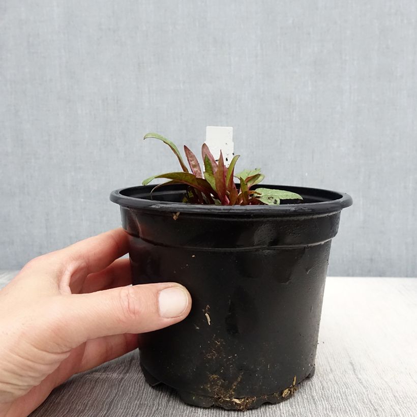 Example of Echinacea purpurea Fatal Attraction - Sonnenhut Topf mit 2L/3L as you get in printemps