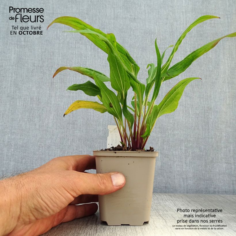 Exemplar von Echinacea purpurea Hot Papaya - Sonnenhut Kleine Töpfe von 8/9 cm wie im Herbst geliefert
