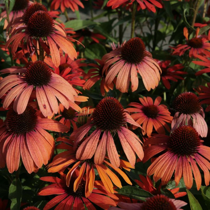 Echinacea Julia - Scheinsonnenhut (Flowering)