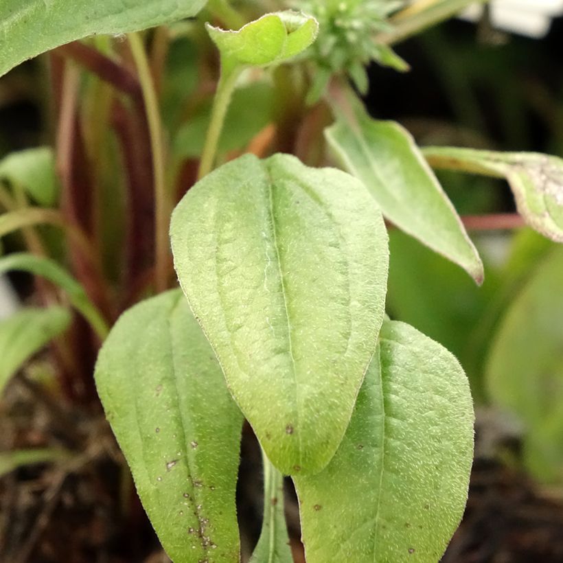 Echinacea Julia - Scheinsonnenhut (Foliage)