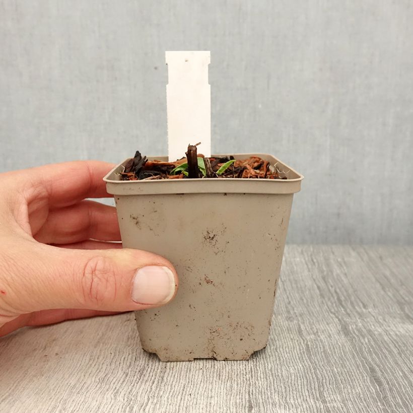 Exemplar von Echinacea Kismet White - Scheinsonnenhut Kleine Töpfe von 8/9 cm wie im Frühjahr geliefert