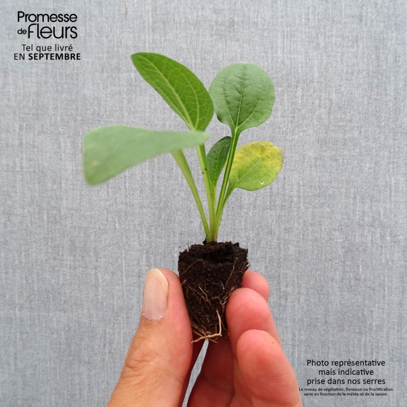 Exemplar von Echinacea purpurea Lakota Orange - Sonnenhut Mini-Plug Ø 3/4 cm wie im Herbst geliefert