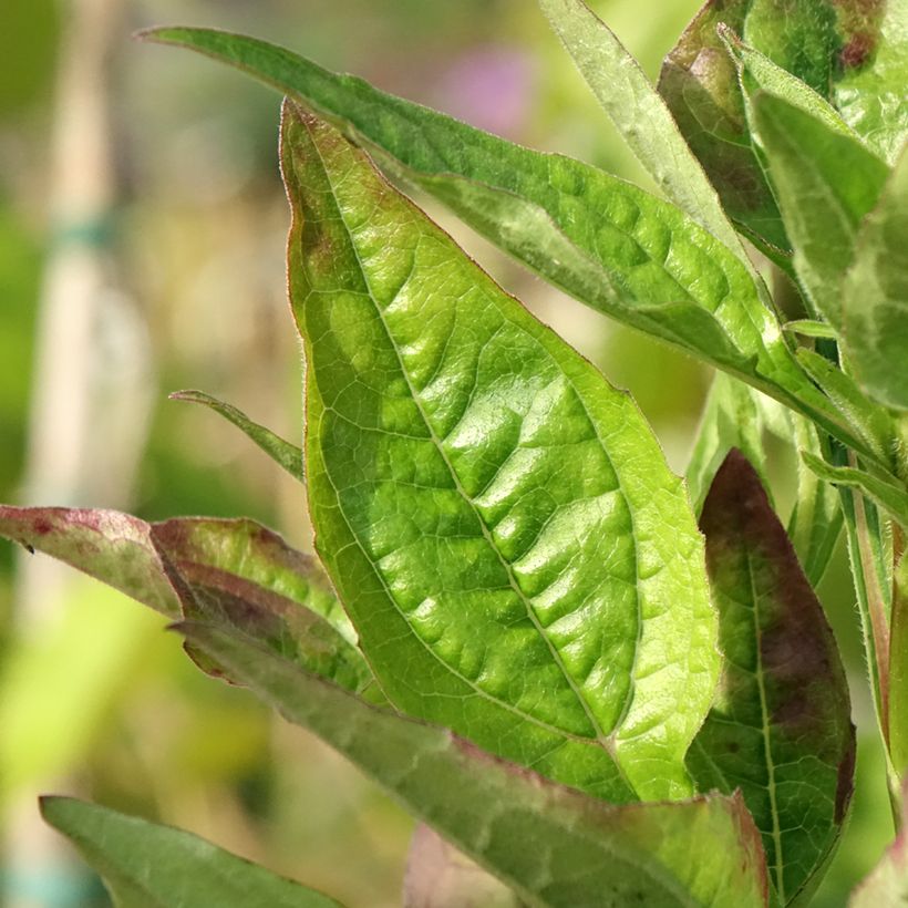 Echinacea purpurea Lakota Red - Sonnenhut (Laub)