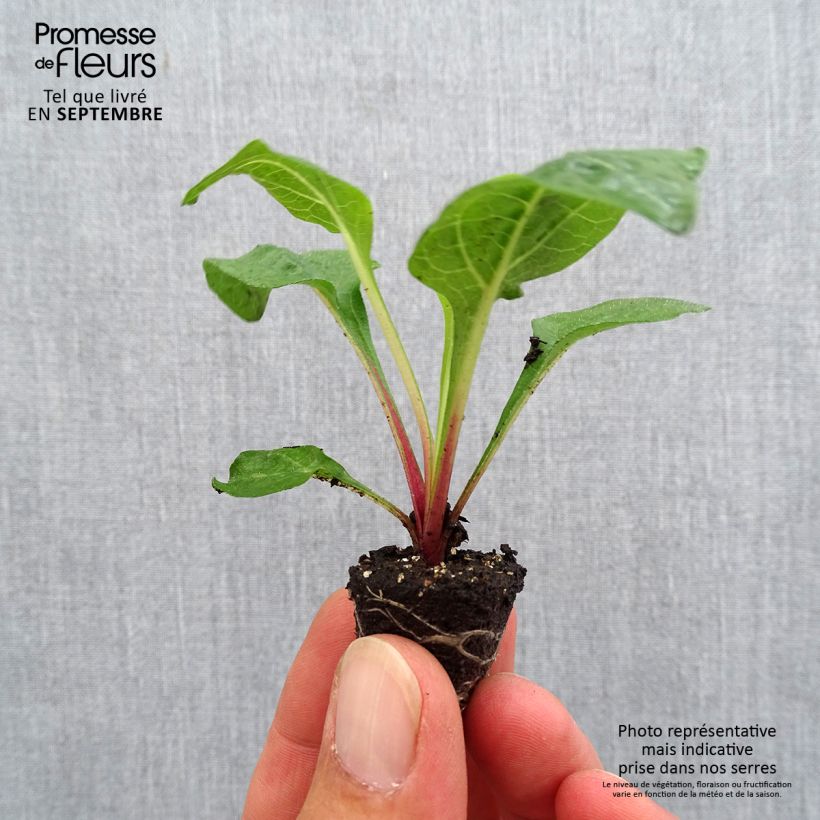 Exemplar von Echinacea purpurea Lakota Red - Sonnenhut Mini-Plug Ø 3/4 cm wie im Herbst geliefert