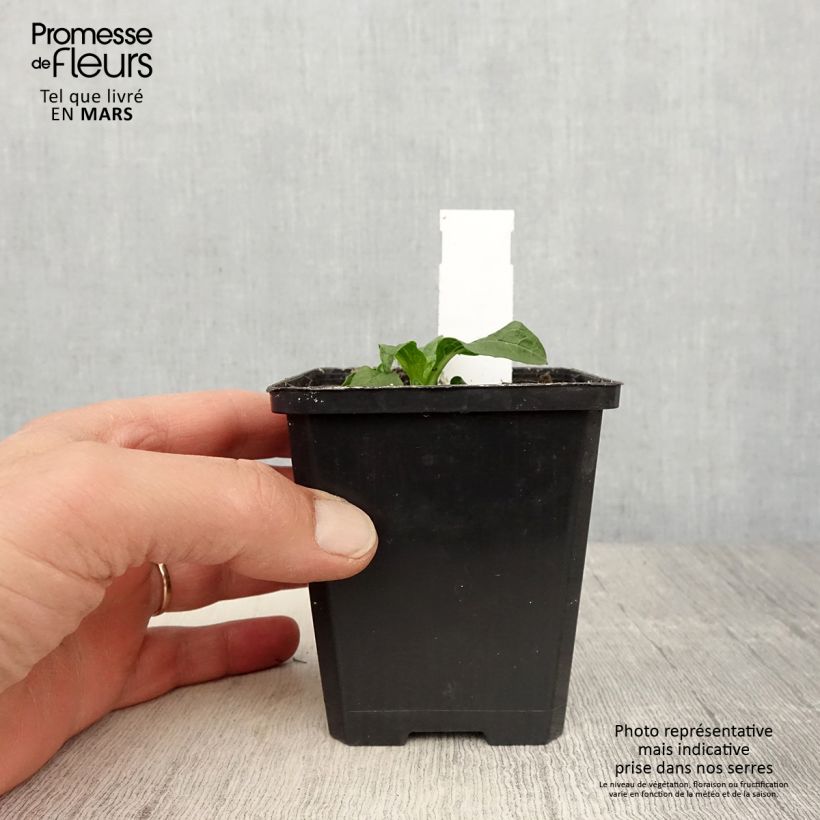 Example of Echinacea purpurea Lakota Yellow - Sonnenhut Kleine Töpfe von 8/9 cm as you get in printemps