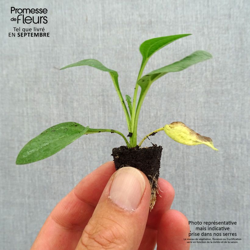 Example of Echinacea purpurea Lakota Yellow - Sonnenhut Mini-Plug Ø 3/4 cm as you get in automne