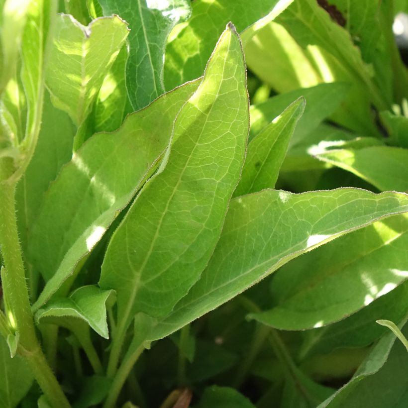 Echinacea Butterfly Orange Skipper - Scheinsonnenhut (Laub)