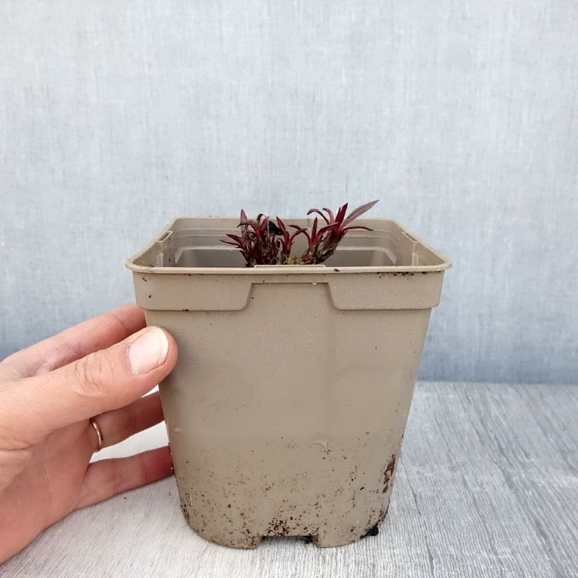 Example of Echinacea pallida - Bleicher Sonnenhut Topf mit 2L/3L as you get in printemps