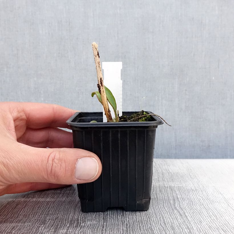 Example of Echinacea purpurea Prima Ruby - Sonnenhut Kleine Töpfe von 8/9 cm as you get in printemps