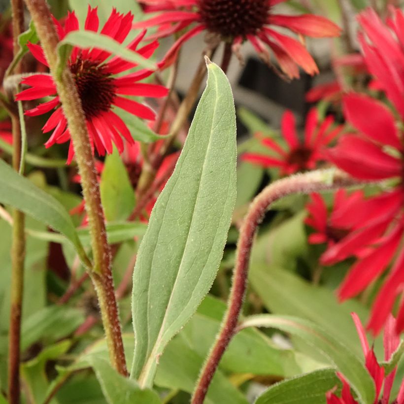 Echinacea purpurea Prima Ruby - Sonnenhut (Foliage)