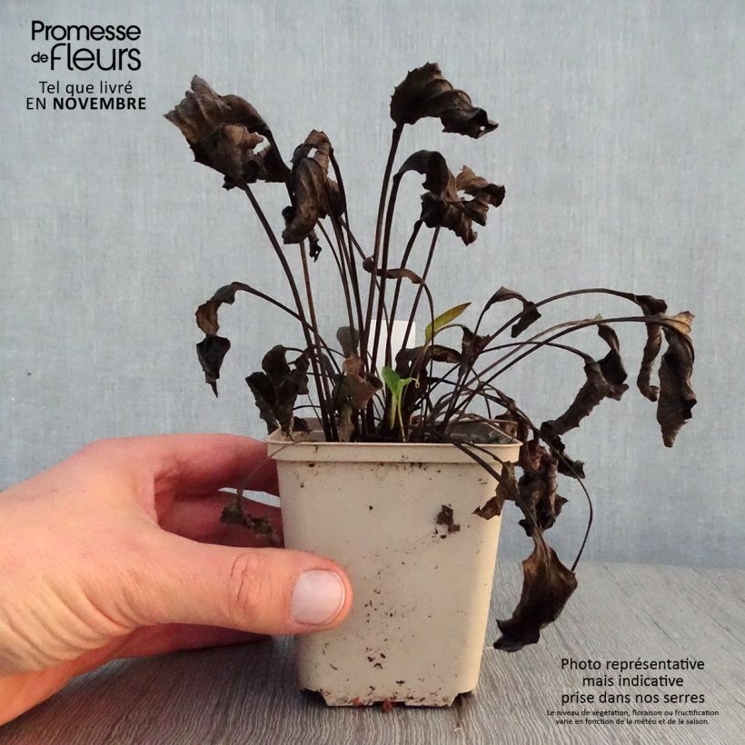 Exemplar von Echinacea purpurea Purity - Sonnenhut Kleine Töpfe von 8/9 cm wie im Herbst geliefert