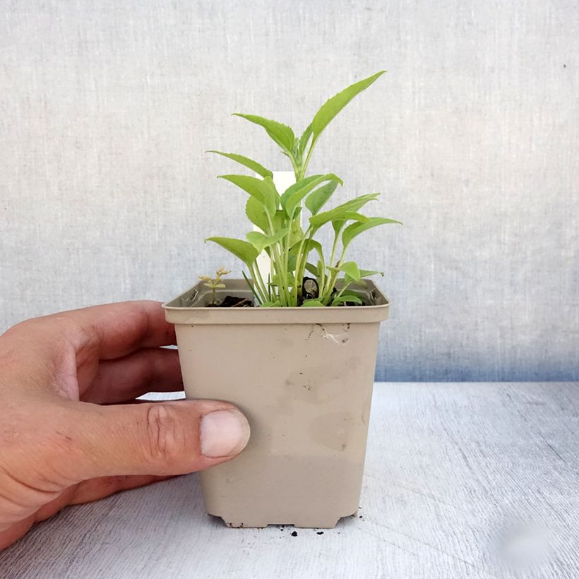 Exemplar von Echinacea purpurea Purity - Sonnenhut Kleine Töpfe von 8/9 cm wie im Sommer geliefert