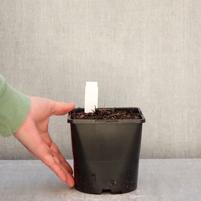 Example of Echinacea purpurea Double Decker - Sonnenhut Topf mit 2L/3L as you get in hiver