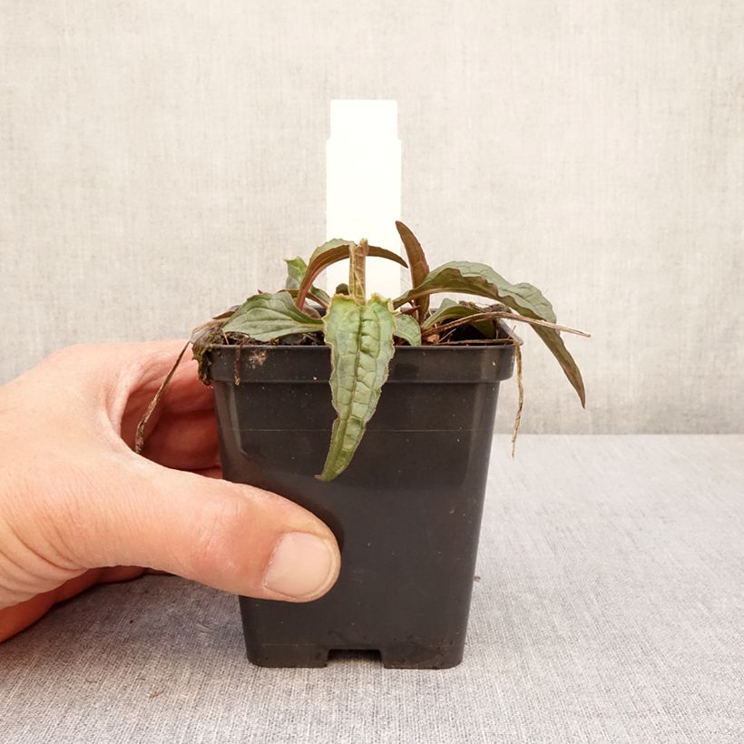 Exemplar von Echinacea purpurea Espinoso Green - Sonnenhut Kleine Töpfe von 8/9 cm wie im Frühjahr geliefert