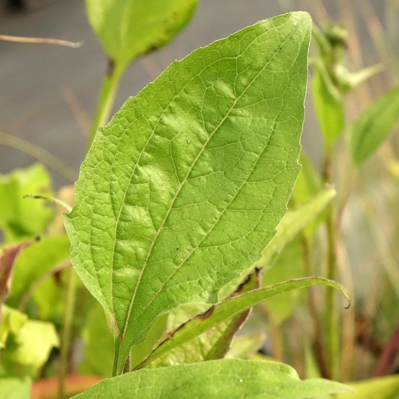 Echinacea purpurea Leuchtstern - Sonnenhut (Foliage)