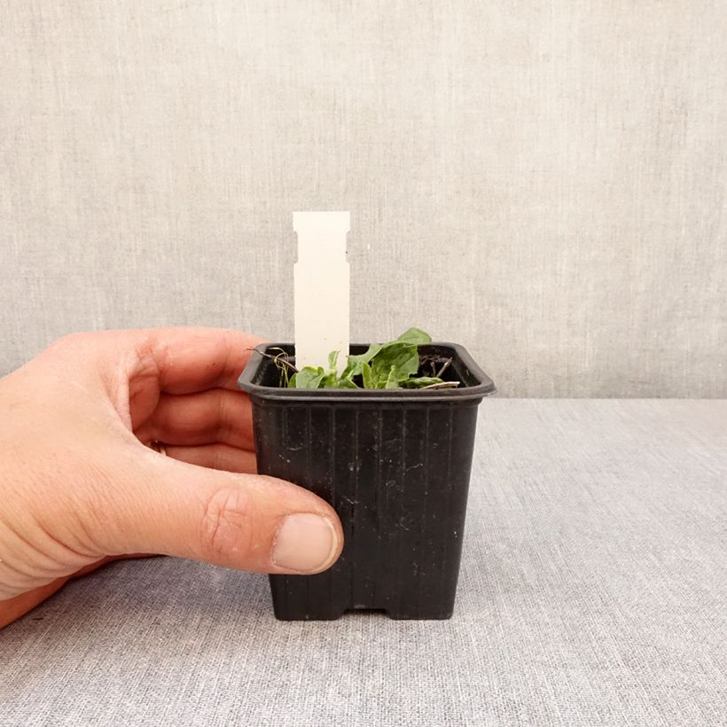 Exemplar von Echinacea purpurea Mellow Yellows - Echinacée Kleine Töpfe von 8/9 cm wie im Frühjahr geliefert