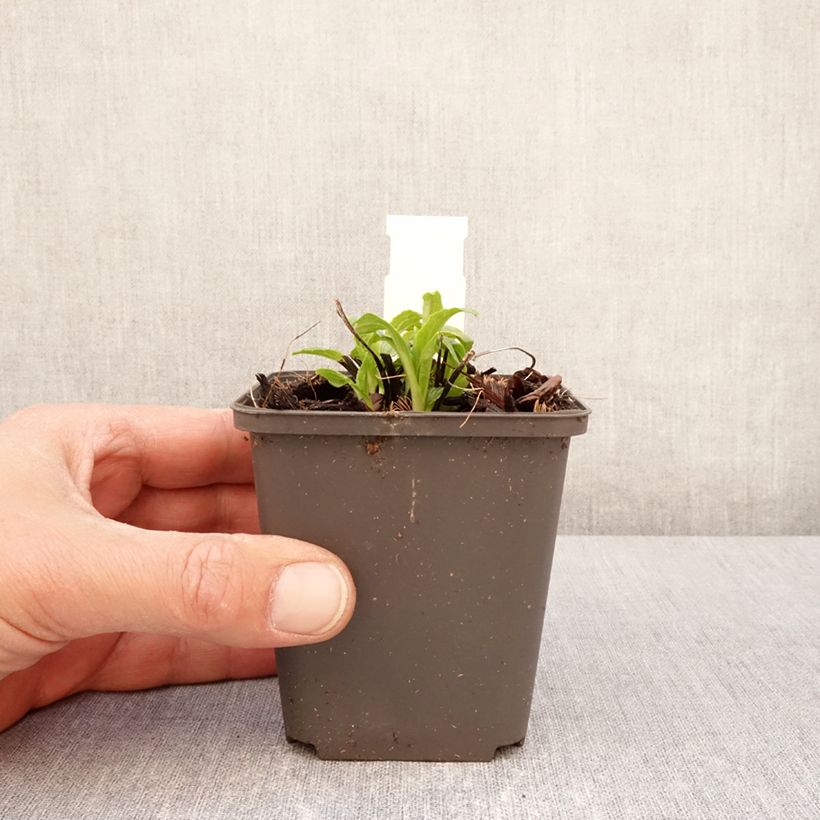 Example of Echinacea purpurea Milkshake - Sonnenhut Kleine Töpfe von 8/9 cm as you get in printemps