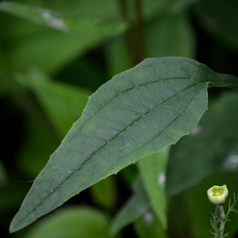 Echinacea purpurea Pica Bella - Sonnenhut (Foliage)