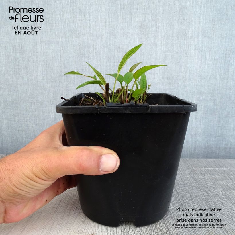 Exemplar von Echinacea purpurea Pica Bella - Sonnenhut Topf mit 2L/3L wie im Sommer geliefert