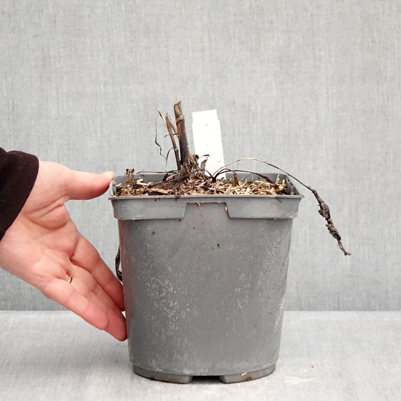 Example of Echinacea purpurea Strawberries and Cream - Sonnenhut Topf mit 2L/3L as you get in hiver