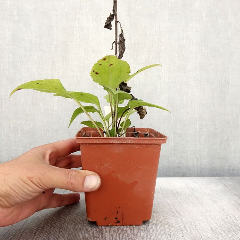 Exemplar von Echinacea purpurea Summer Cocktail Pot de 1L/1,5L wie im Herbst geliefert