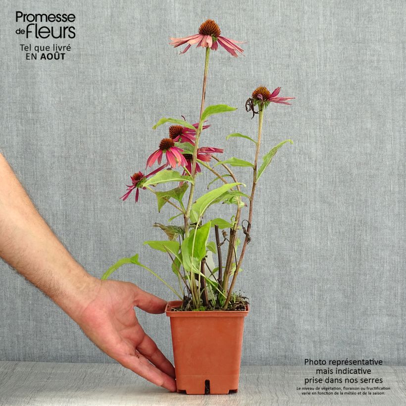Exemplar von Echinacea purpurea Summer Cocktail - Sonnenhut Topf mit 1L/1,5L wie im Sommer geliefert