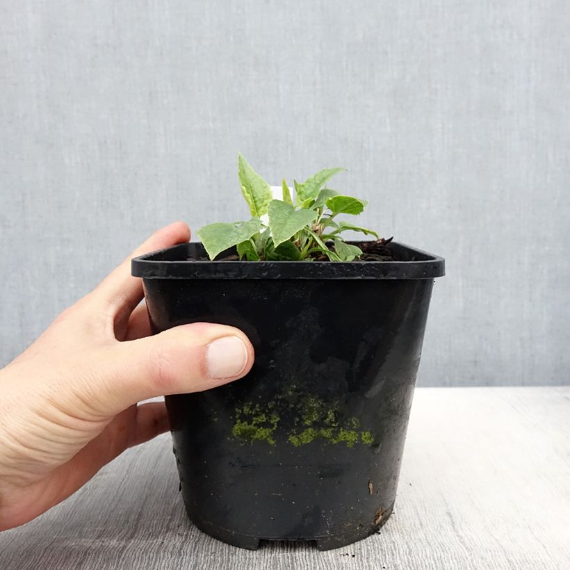 Example of Echinacea purpurea Virgin - Sonnenhut Topf mit 2L/3L as you get in printemps