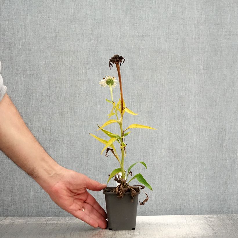 Exemplar von Echinacea purpurea White Meditation Godet de 8/9 cm wie im Herbst geliefert