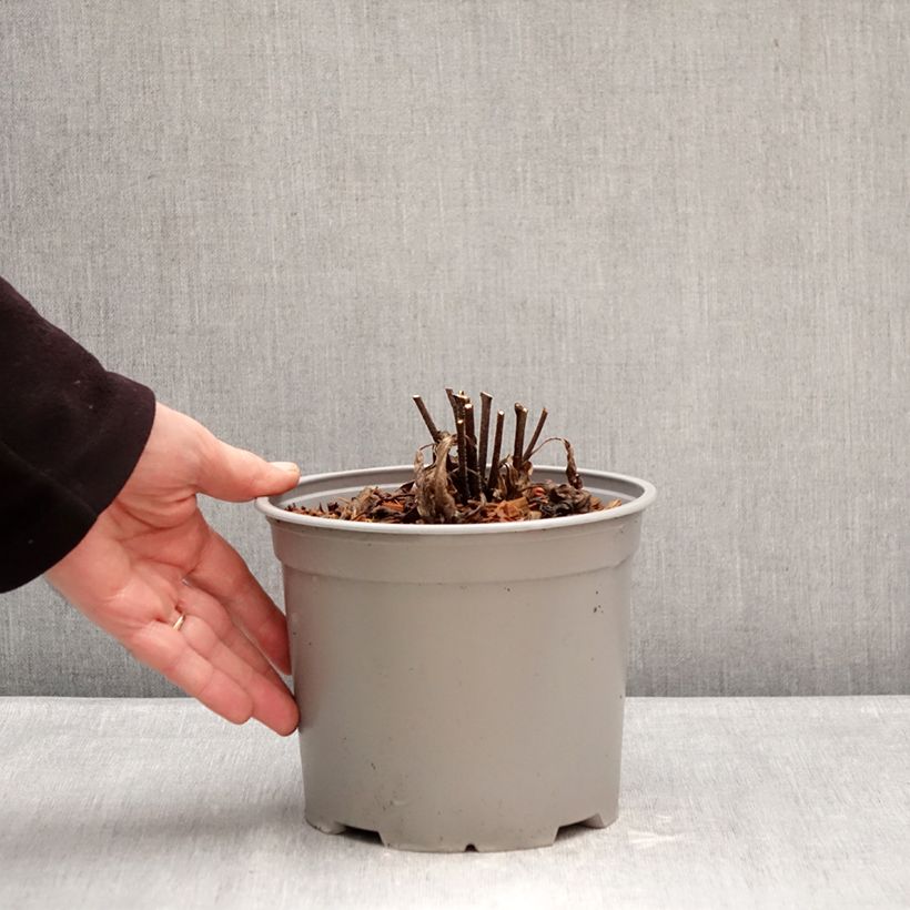 Example of Echinacea purpurea White Meditation - Sonnenhut Topf mit 3L/4L as you get in hiver