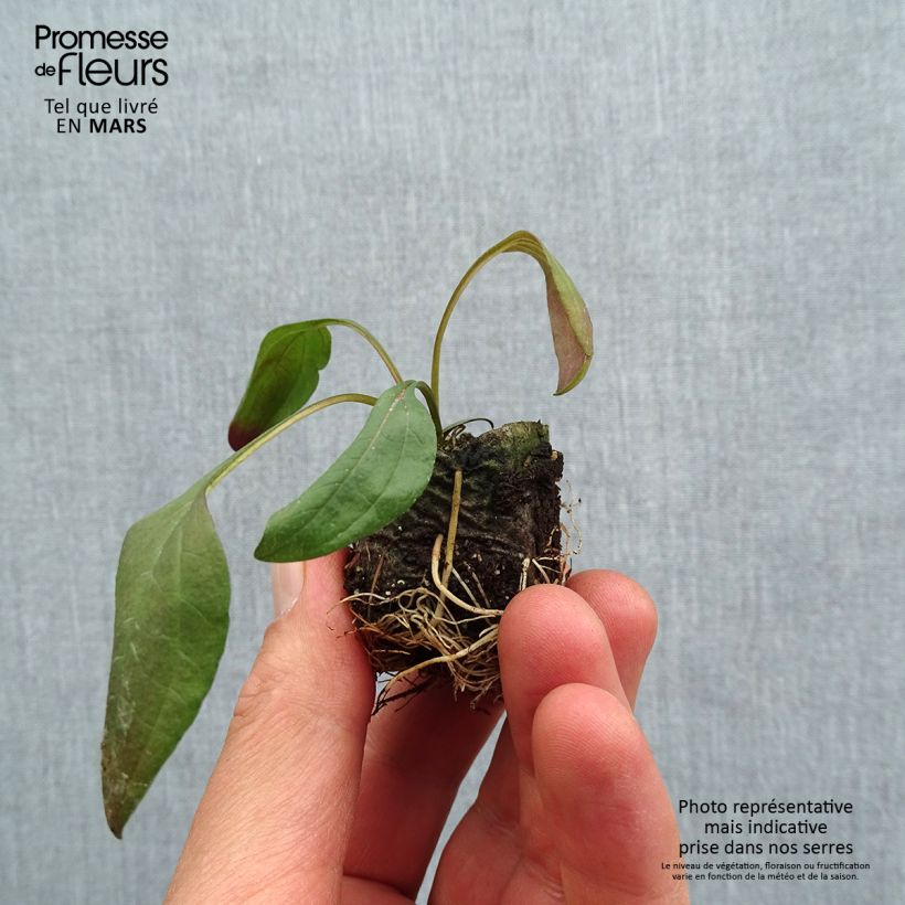 Example of Echinacea purpurea Sun Magic Vintage Pink - Sonnenhut Mini-Plug Ø 3/4 cm as you get in printemps