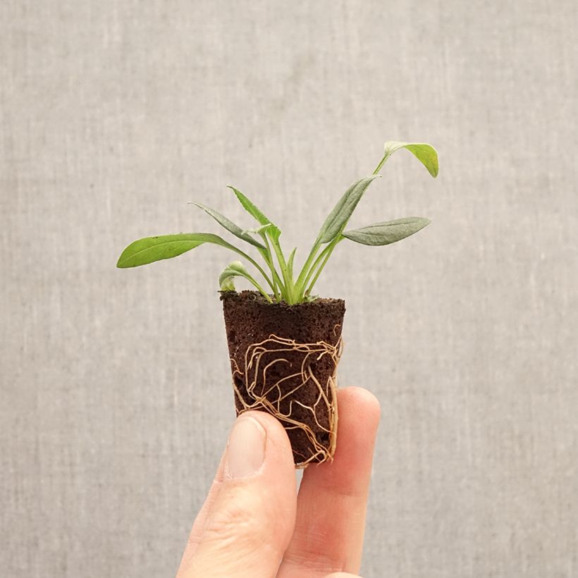 Exemplar von Echinacea purpurea Sun Magic Vintage White - Sonnenhut Mini-Plug Ø 3/4 cm wie im Frühjahr geliefert