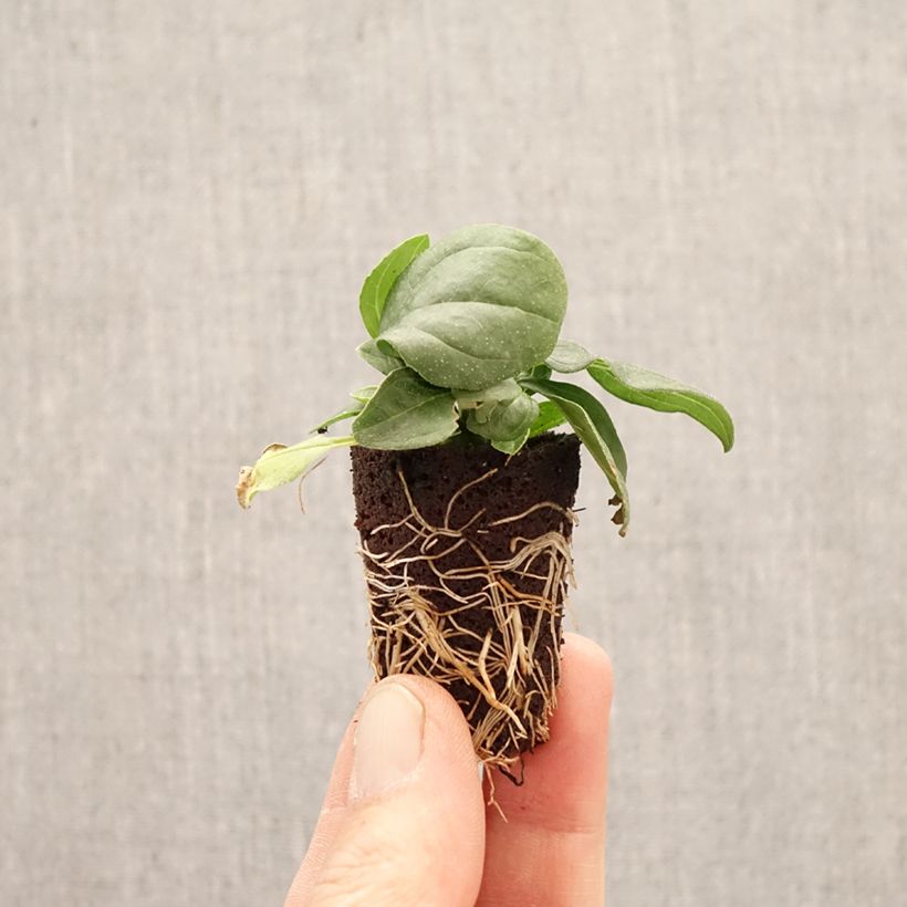 Exemplar von Echinacea purpurea Sun Magic Vintage Yellow - Sonnenhut Mini-Plug Ø 3/4 cm wie im Frühjahr geliefert