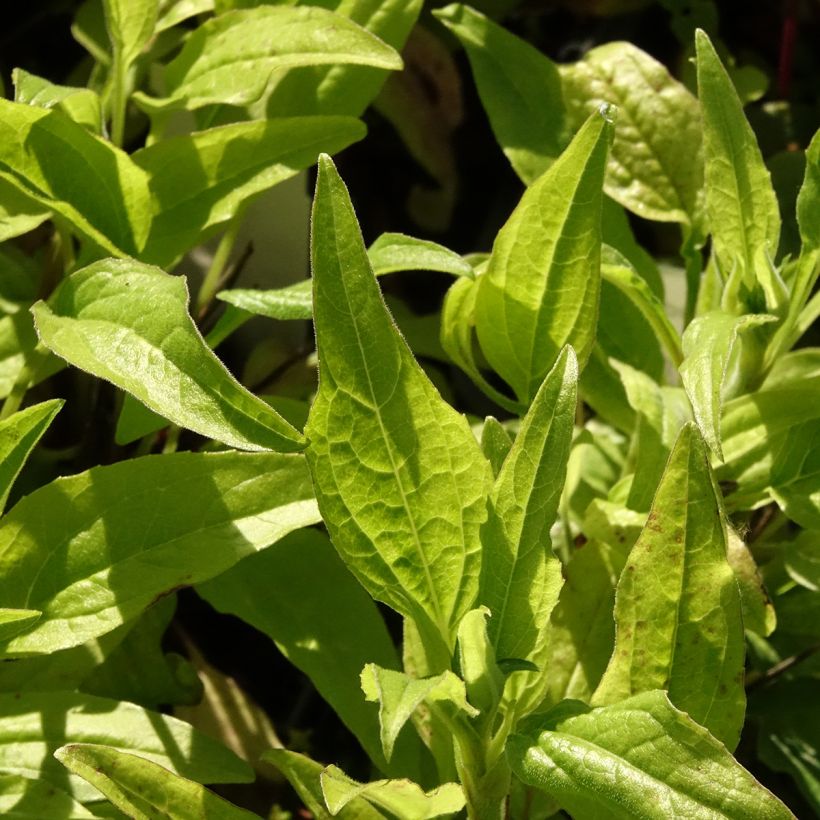 Echinacea Sunny Meadow Mama - Scheinsonnenhut (Laub)