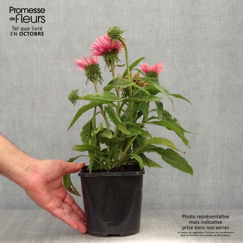 Exemplar von Echinacea SunSeekers Salmon - Echinacée Pot de 2L/3L wie im Herbst geliefert
