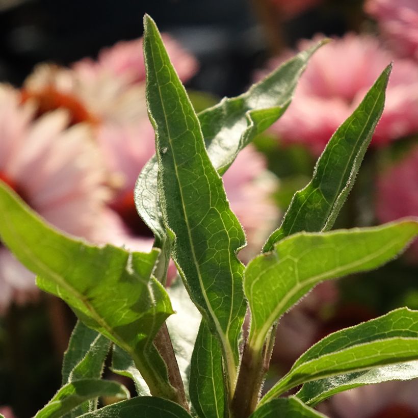 Echinacea purpurea SunSeekers Salmon - Sonnenhut (Laub)