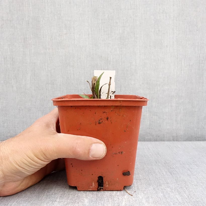 Exemplar von Echinacea purpurea SunSeekers Tequila Sunrise - Sonnenhut Topf mit 1L/1,5L wie im Frühjahr geliefert