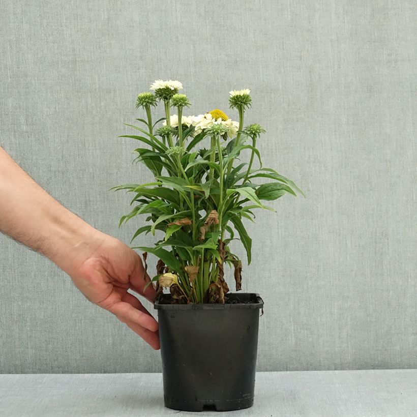 Exemplar von Echinacea purpurea SunSeekers White Perfection - Sonnenhut Topf mit 2L/3L wie im Sommer geliefert
