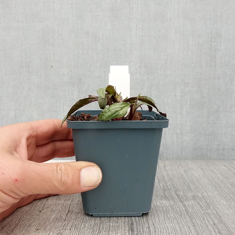 Example of Echinacea Sweet Sandia - Scheinsonnenhut Kleine Töpfe von 8/9 cm as you get in printemps