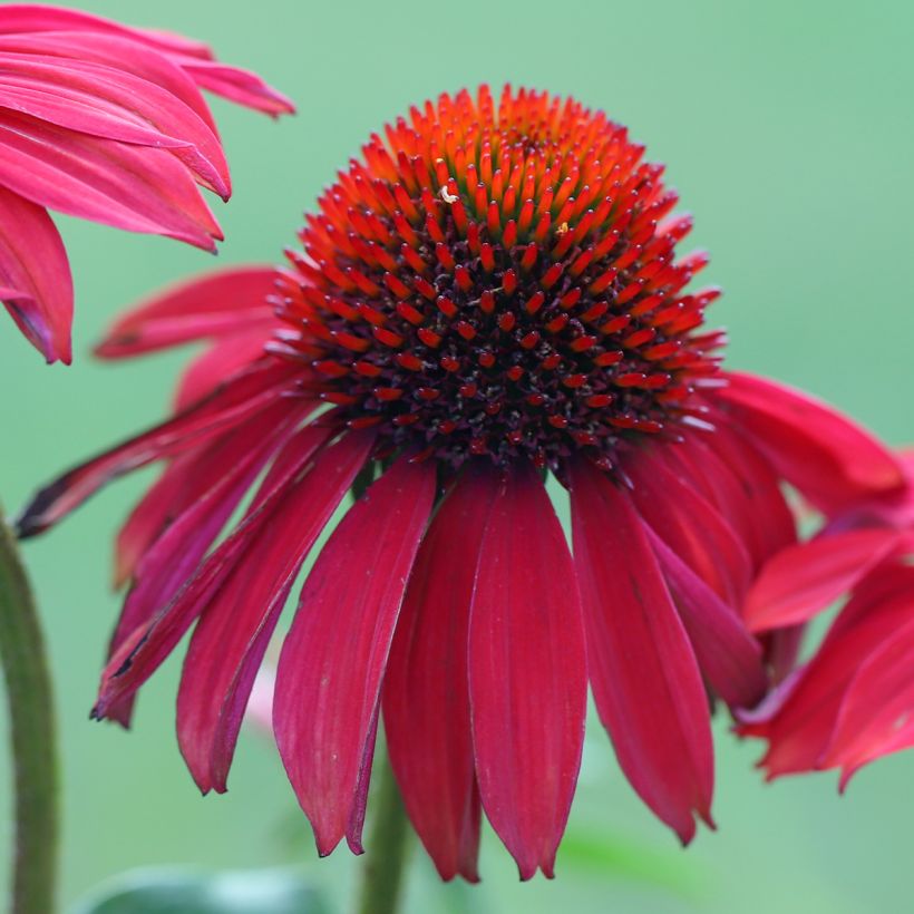 Echinacea purpurea Sombrero Baja Burgundy - Sonnenhut (Blüte)
