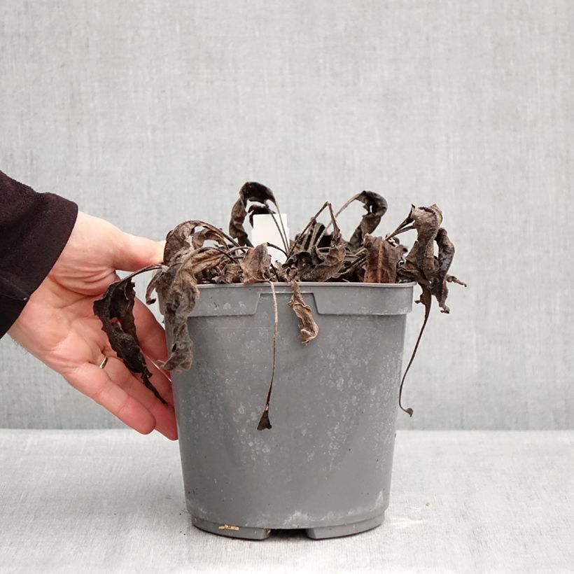 Exemplar von Echinacea purpurea Sombrero Baja Burgundy - Sonnenhut Topf mit 2L/3L wie im Winter geliefert