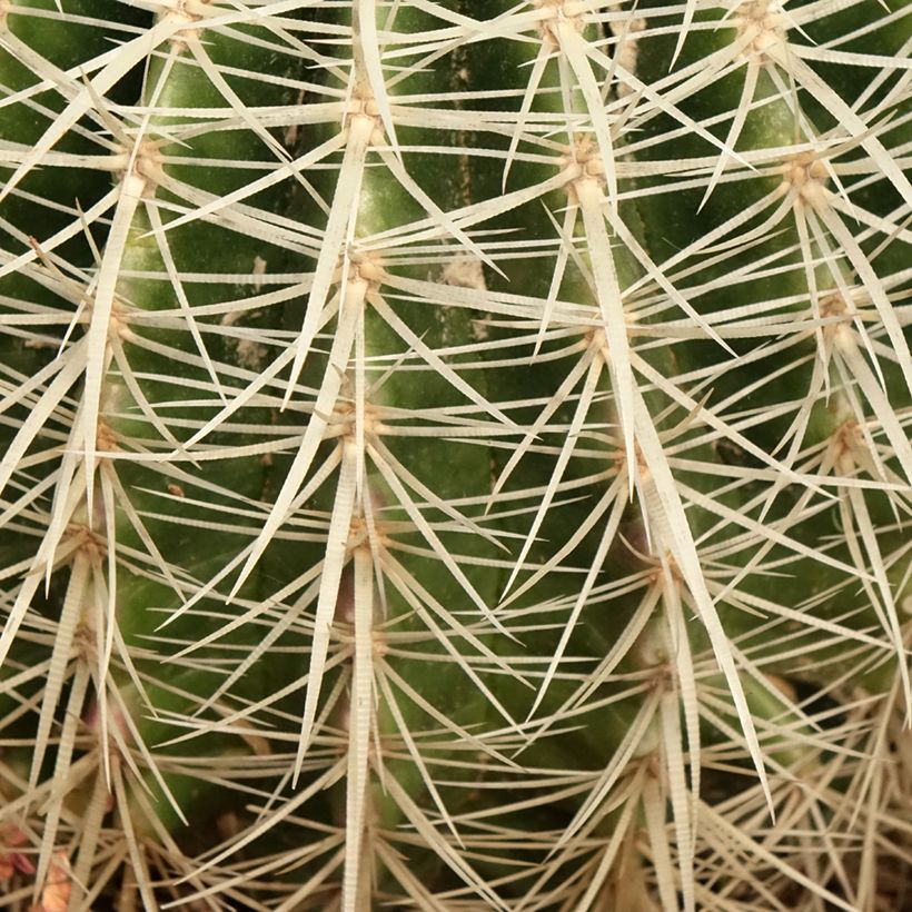 Echinocactus grusonii var. albispinus (Laub)