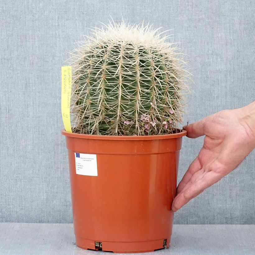 Exemplar von Echinocactus grusonii var. albispinus Topf mit 4L/5L wie im Frühjahr geliefert