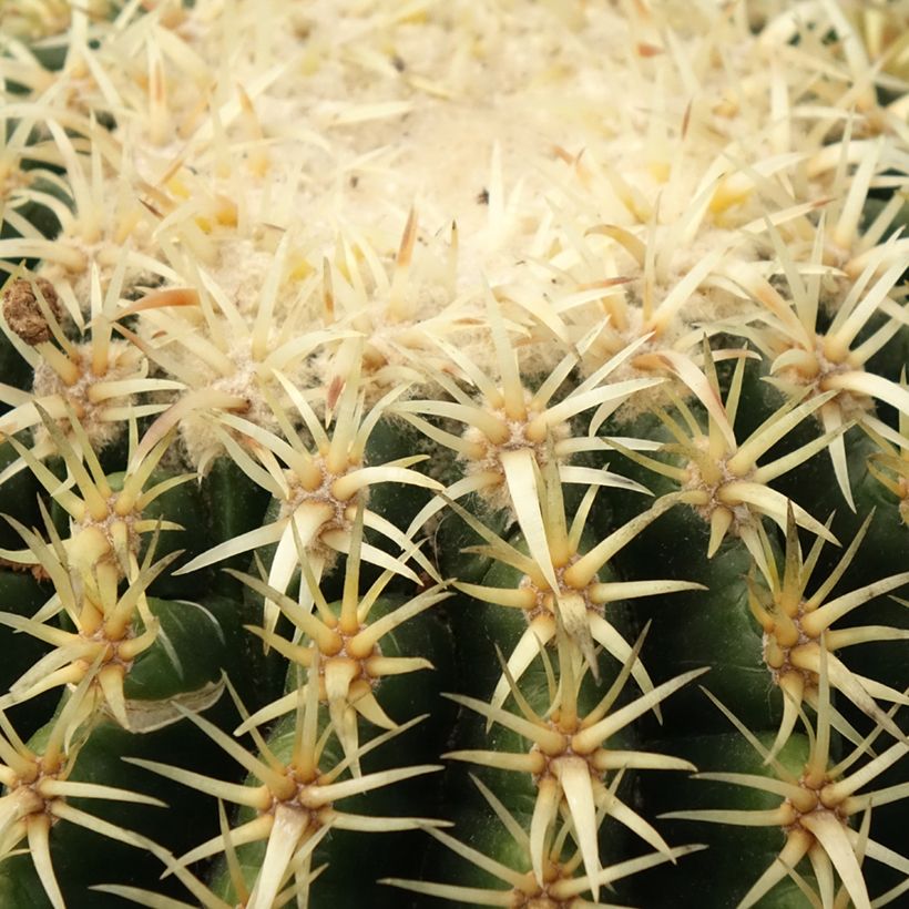 Echinocactus grusonii var. brevispinus (Laub)