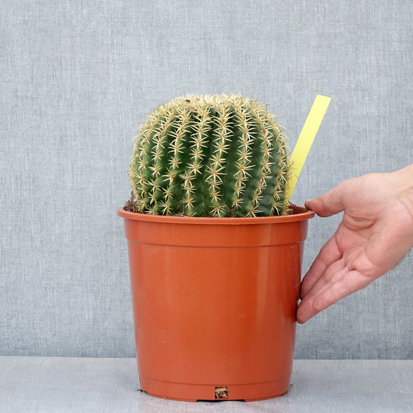 Exemplar von Echinocactus grusonii var. brevispinus Topf mit 4L/5L wie im Frühjahr geliefert