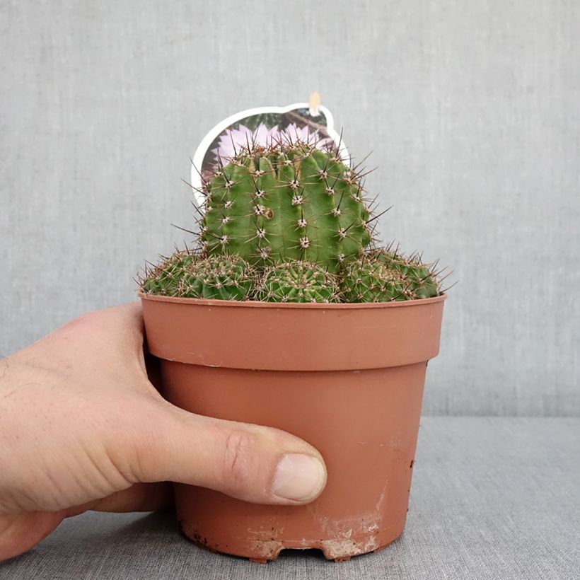 Example of Echinopsis multiplex - Seeigelkaktus Topf mit 1L/1,5L as you get in hiver