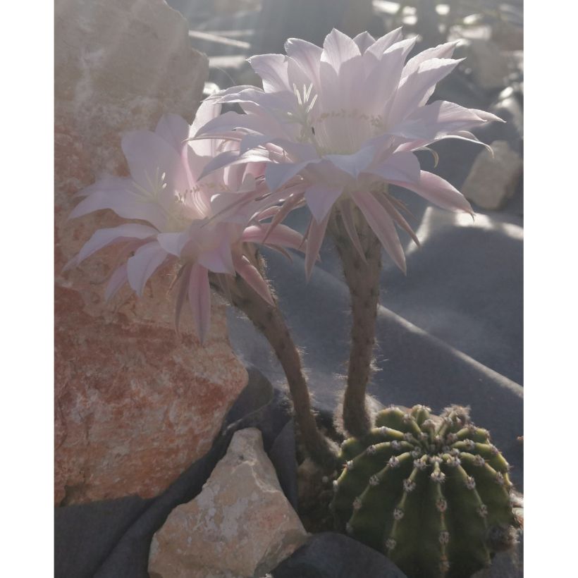 Echinopsis subdenudata - Seeigelkaktus (Wuchs)